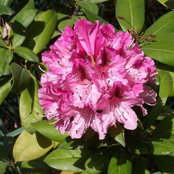 Rhododendron Cosmopolitan in the GardenTags plant encyclopedia Rhododendron Cosmopolitan in the GardenTags plant encyclopedia
