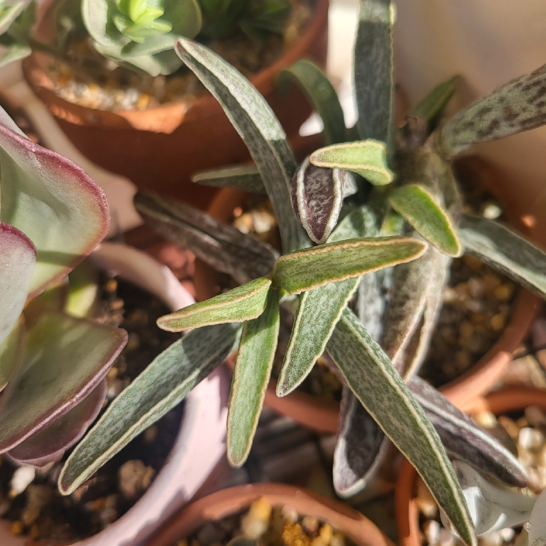 Adromischus Marianiae Clan William in the GardenTags plant encyclopedia Adromischus Marianiae var. Immaculatus in the GardenTags plant encyclopedia