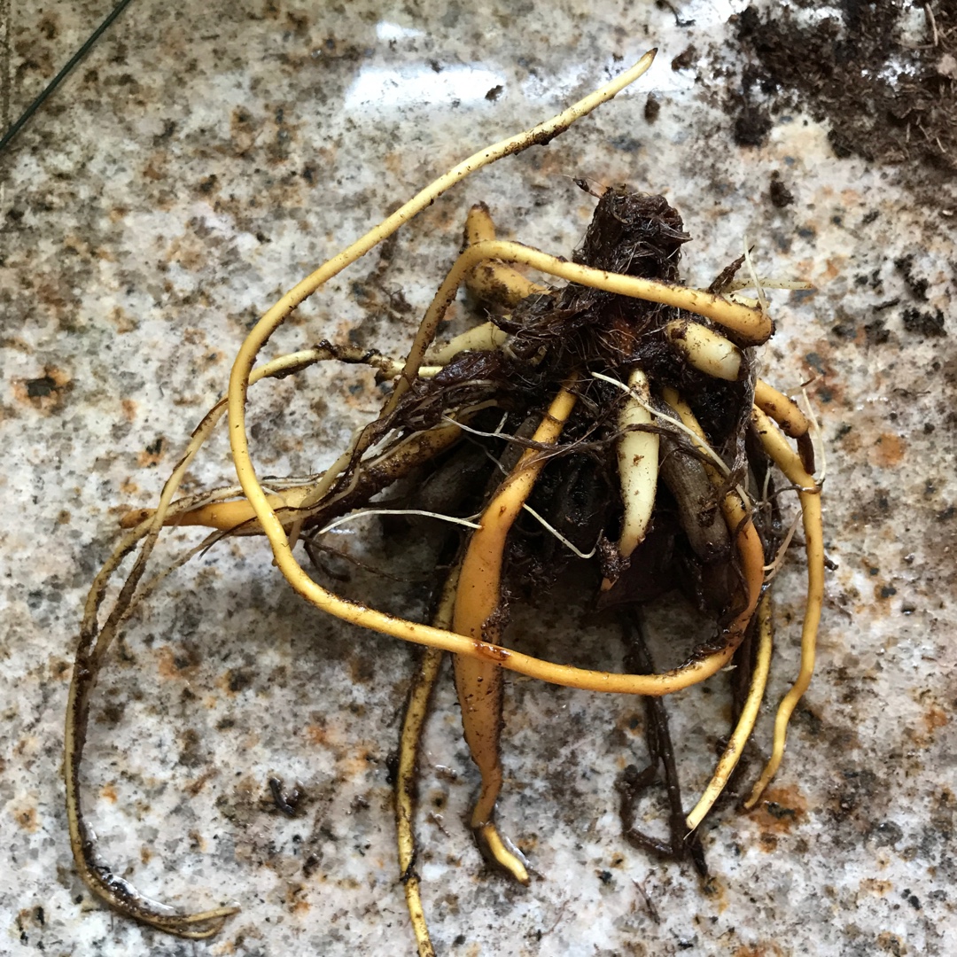 Hemerocallis On And On in the GardenTags plant encyclopedia Daylily On And On in the GardenTags plant encyclopedia