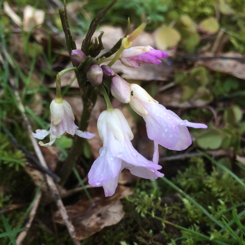 Cardamine pentaphyllos syn. Dentaria pentaphyllos in the GardenTags plant encyclopedia Five-leaved Coralroot in the GardenTags plant encyclopedia