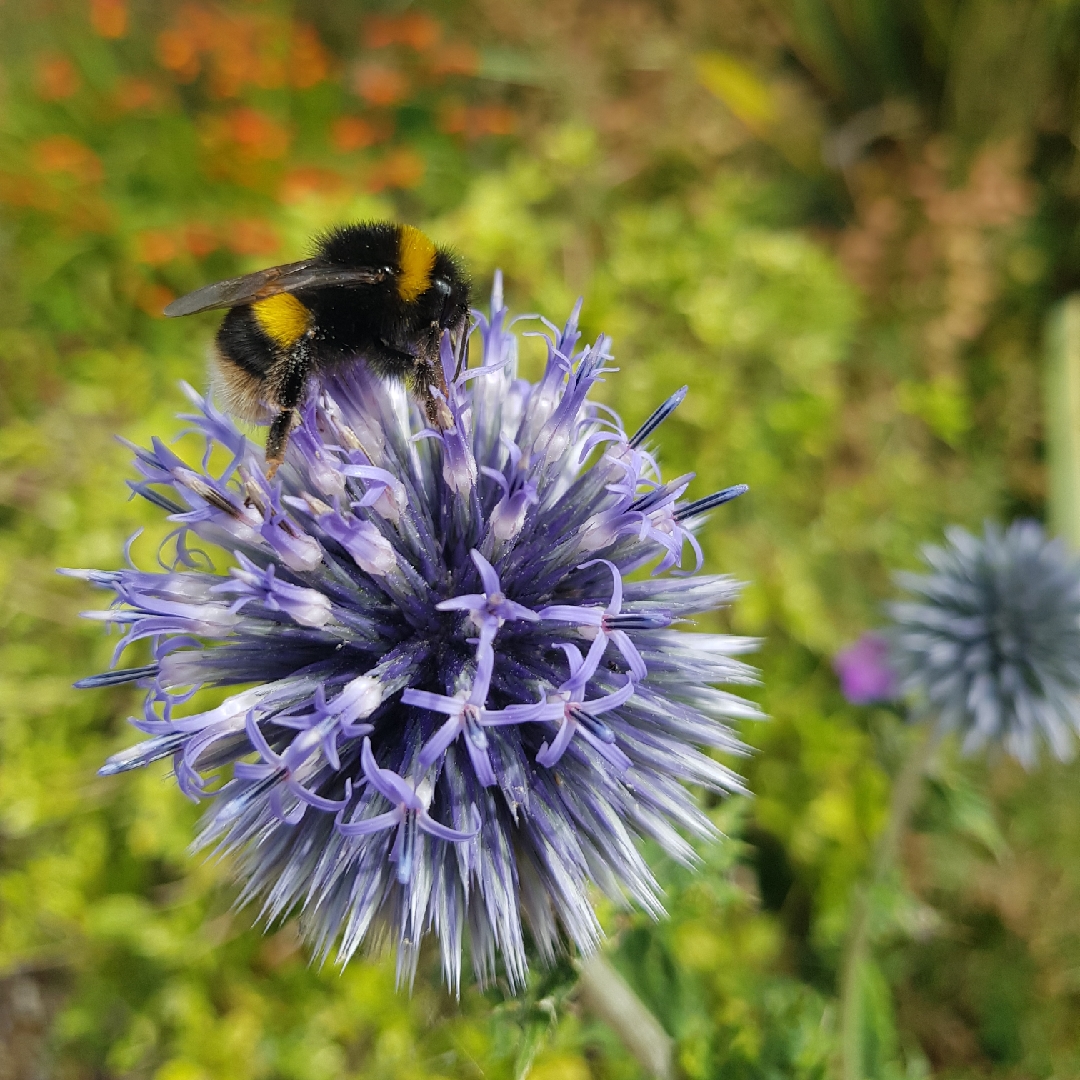Echinops ritro in the GardenTags plant encyclopedia Globe Thistle (Species) Small Globe Thistle in the GardenTags plant encyclopedia