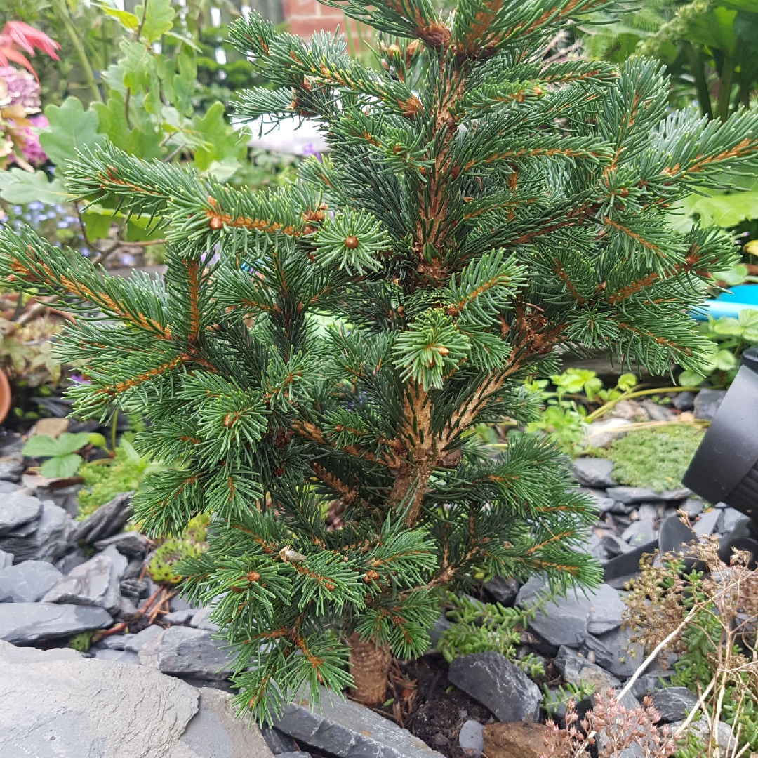 Picea pungens Lucky Strike in the GardenTags plant encyclopedia Blue Spruce Lucky Strike in the GardenTags plant encyclopedia