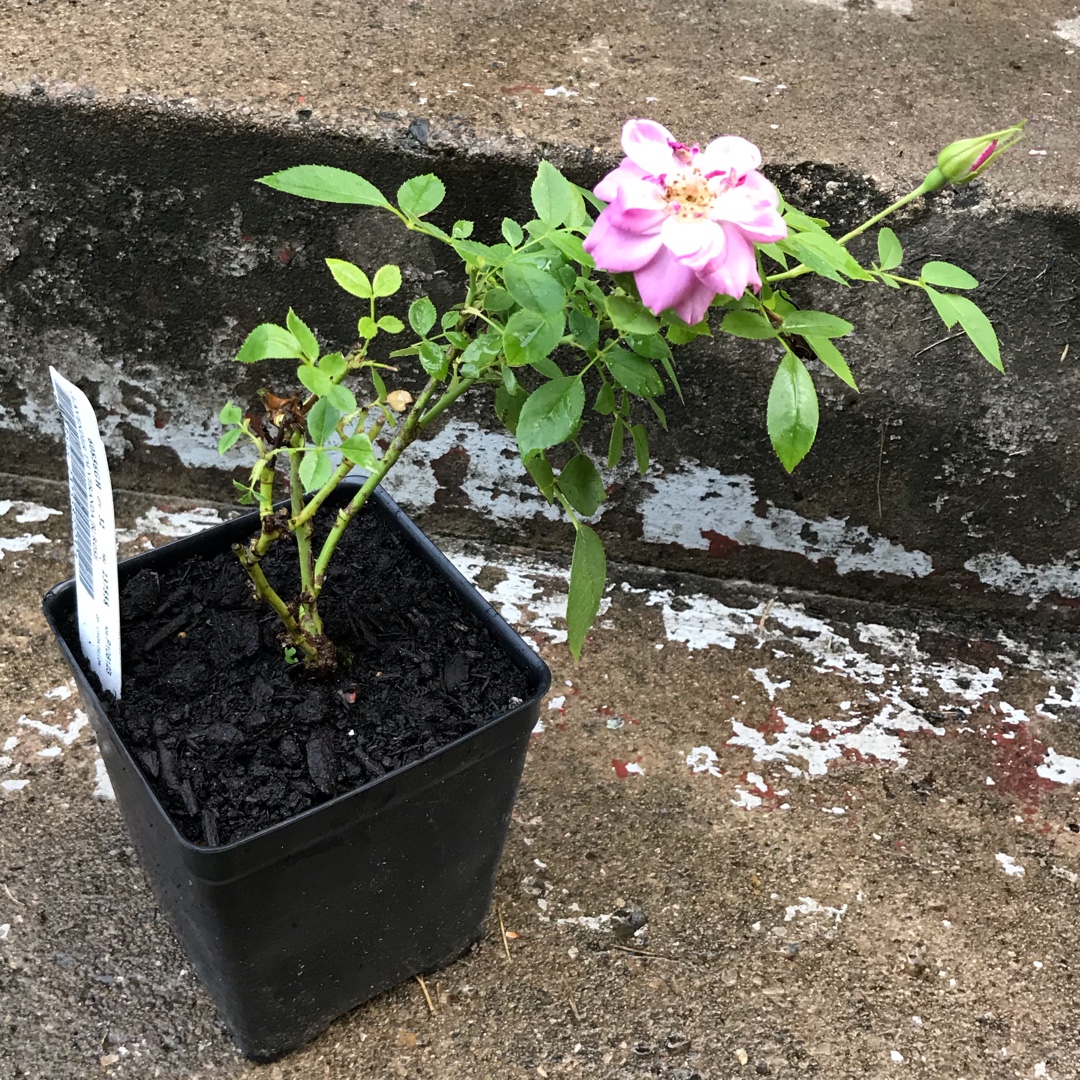 Rosa Korfloci67 syn. Rosa Lavender Veranda, Rosa Lavender Flower Circus in the GardenTags plant encyclopedia Rose Lavender Veranda (Shrub) in the GardenTags plant encyclopedia
