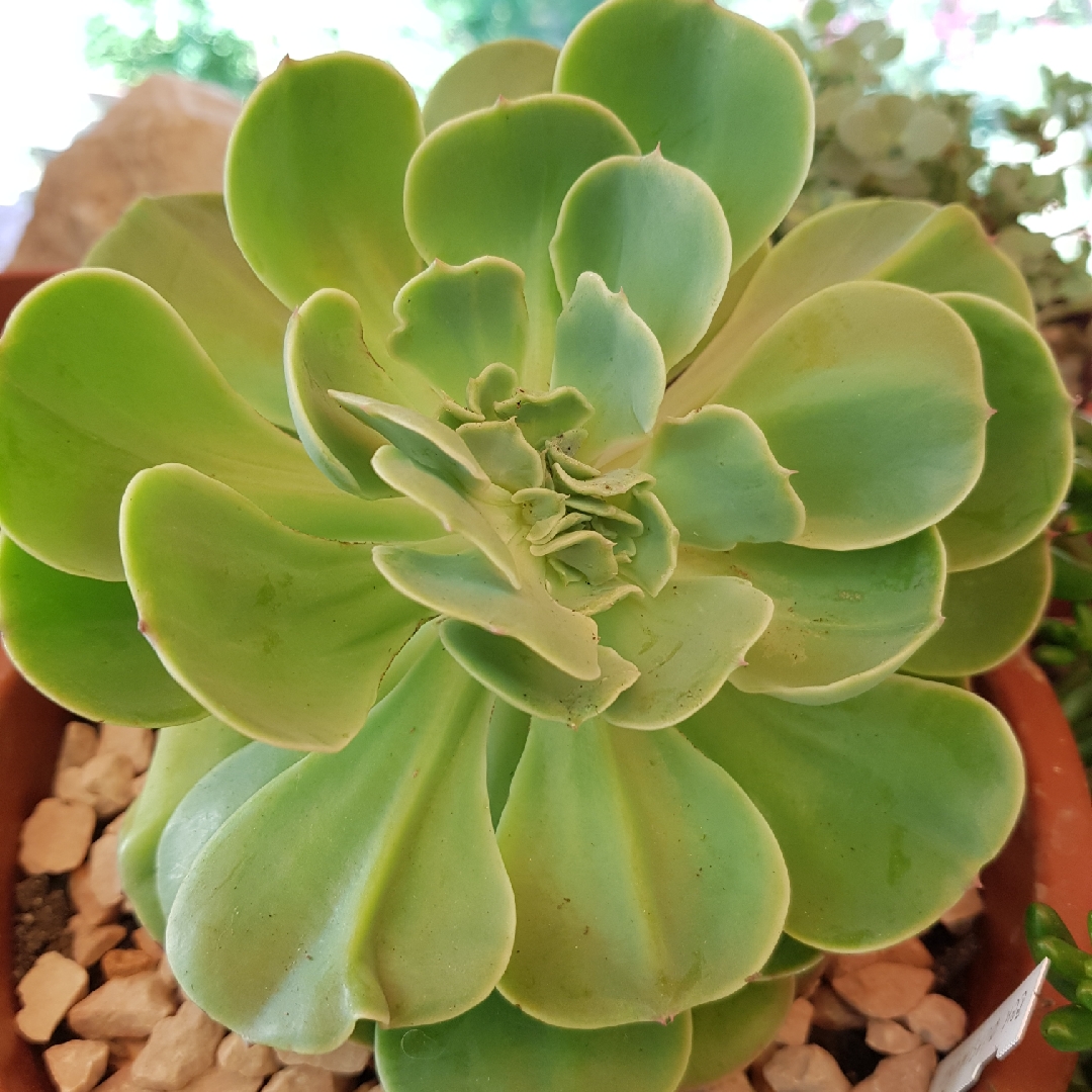 Echeveria Quasimodo in the GardenTags plant encyclopedia Echeveria Quasimodo in the GardenTags plant encyclopedia