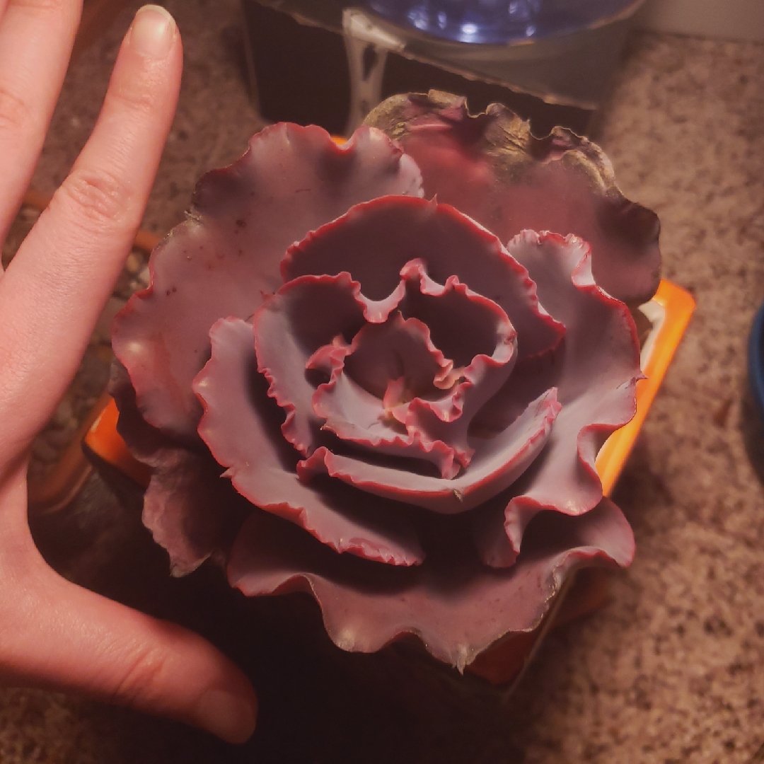 Echeveria Valentine in the GardenTags plant encyclopedia Echeveria Valentine in the GardenTags plant encyclopedia