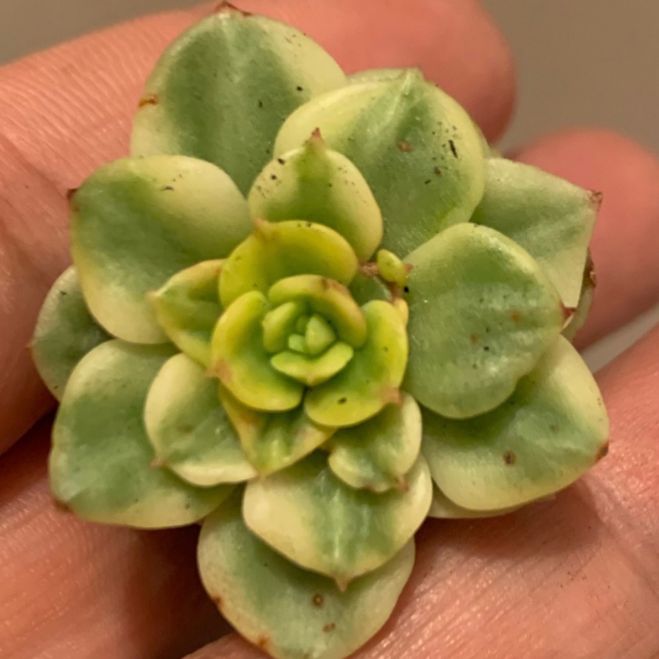 xSedeveria Rolly Variegata in the GardenTags plant encyclopedia Sedeveria Rolly Variegated Form in the GardenTags plant encyclopedia