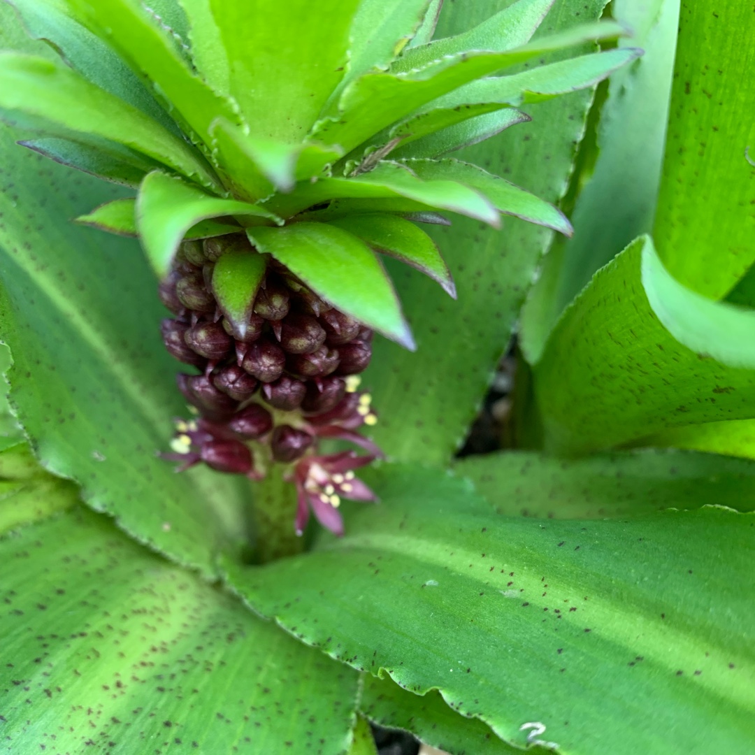 Eucomis Gsalkian (Aloha Lily Series) syn. Eucomis Kona in the GardenTags plant encyclopedia Pineapple Lily Kona in the GardenTags plant encyclopedia