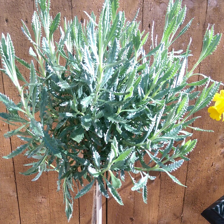 Lavandula Dentata in the GardenTags plant encyclopedia French Lavender in the GardenTags plant encyclopedia