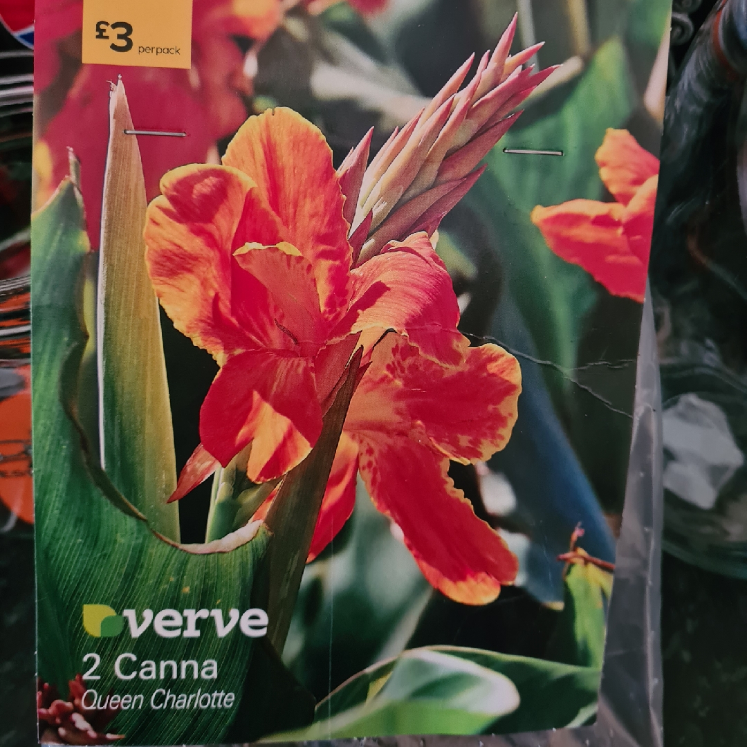 Canna Königin Charlotte syn. Canna Queen Charlotte, Canna Reine Charlotte in the GardenTags plant encyclopedia Canna Queen Charlotte in the GardenTags plant encyclopedia