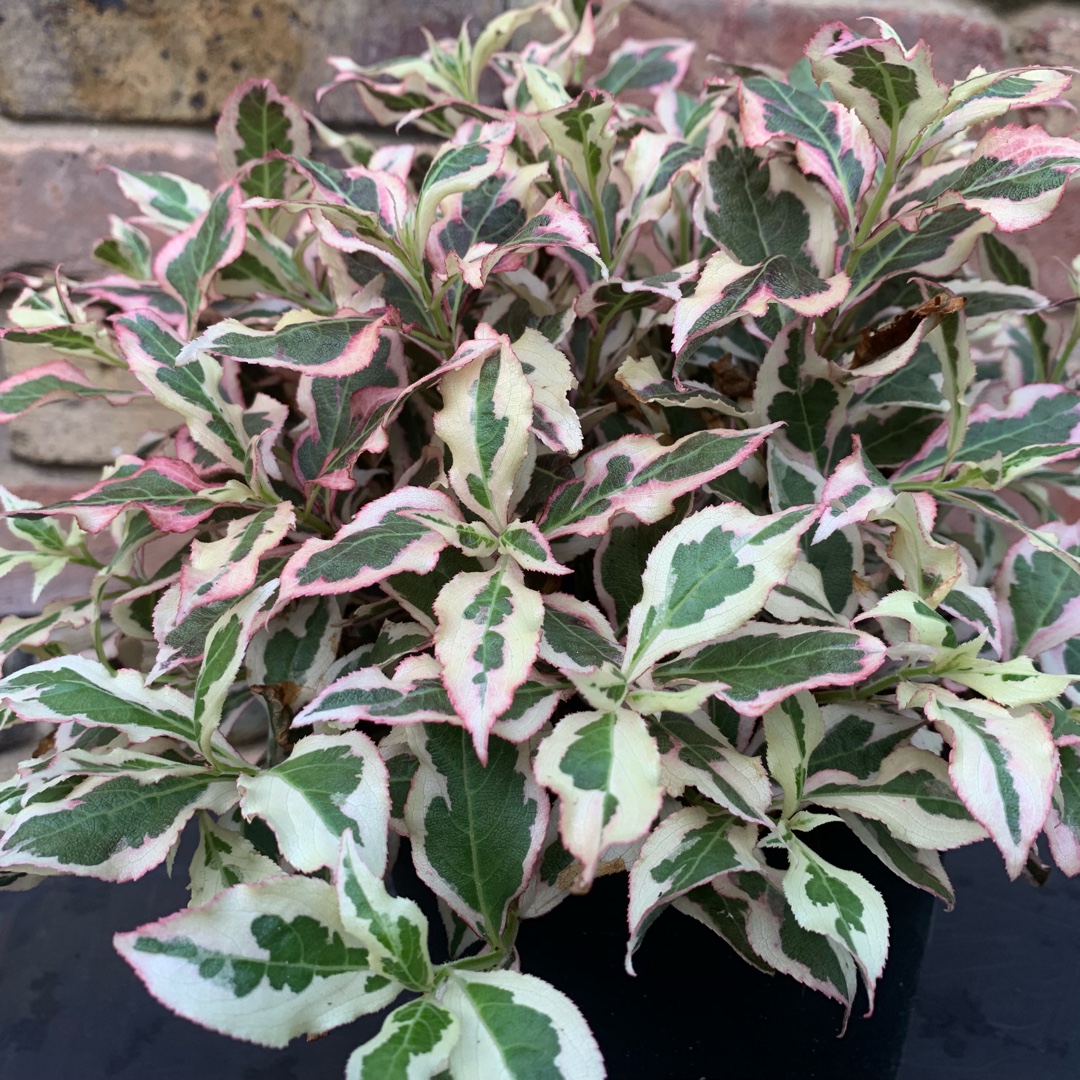 Weigela florida Kolsunn syn. Weigela florida Sunny Fantasy in the GardenTags plant encyclopedia Weigela Sunny Fantasy in the GardenTags plant encyclopedia