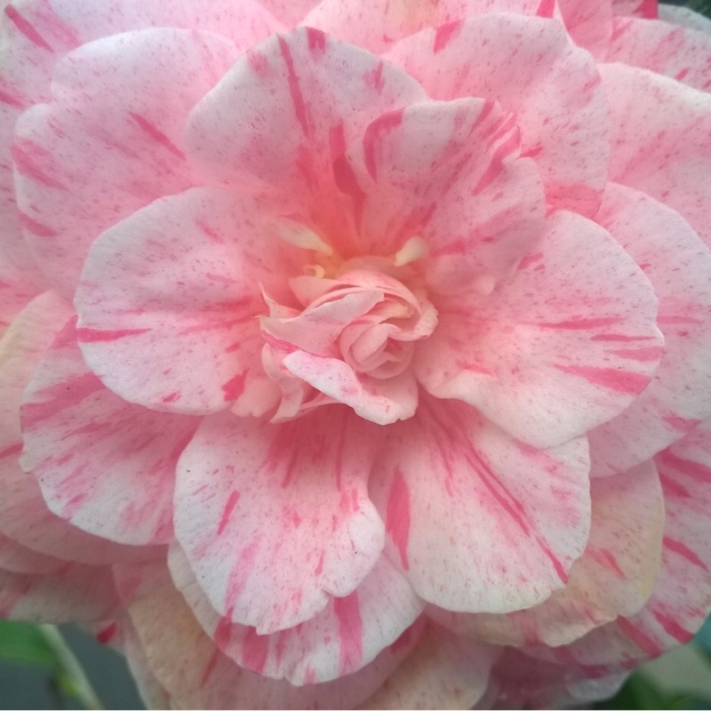 Camellia japonica William Bartlett in the GardenTags plant encyclopedia Camellia William Bartlett in the GardenTags plant encyclopedia