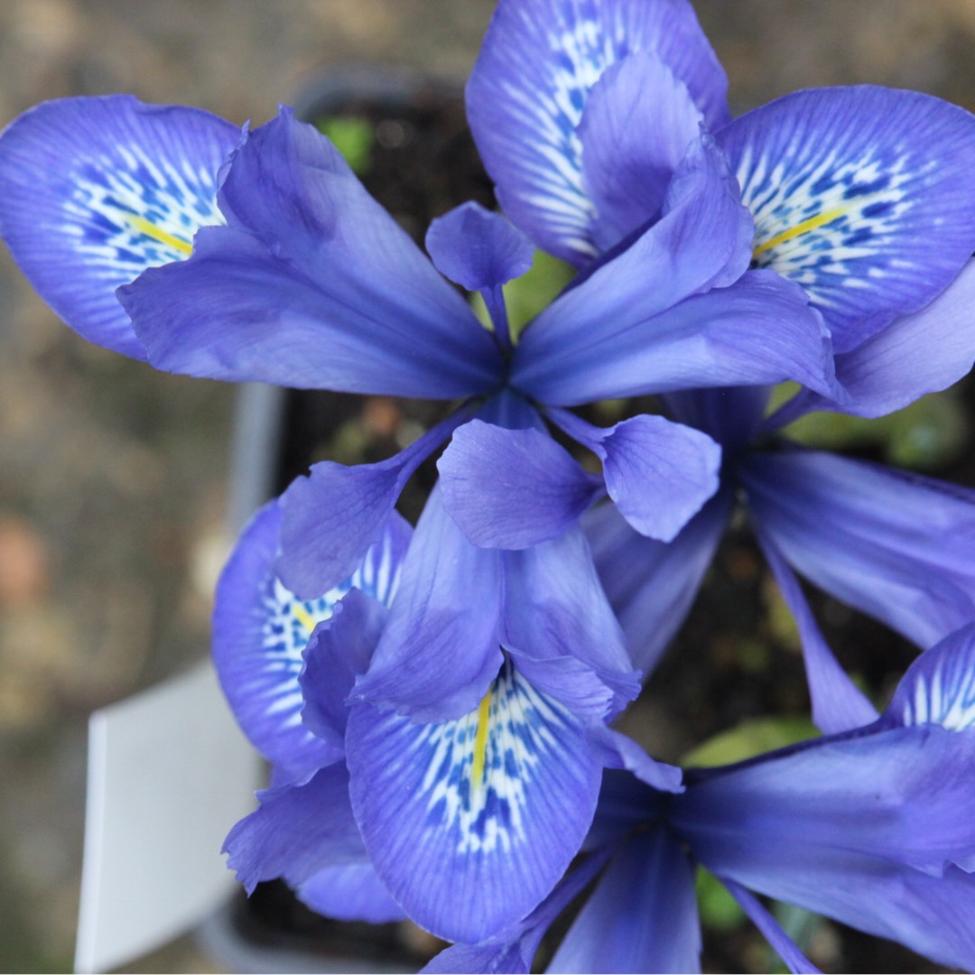 Iris histrioides 'Lady Beatrix Stanley' syn. Iris 'Lady Beatrix