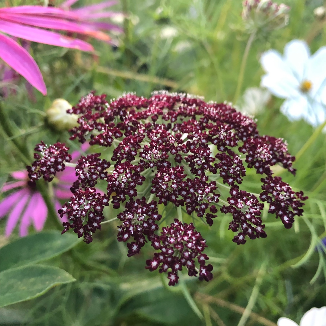 Daucus carota 'Purple Kisses', Queen Anne's Lace 'Purple Kisses' in  GardenTags plant encyclopedia