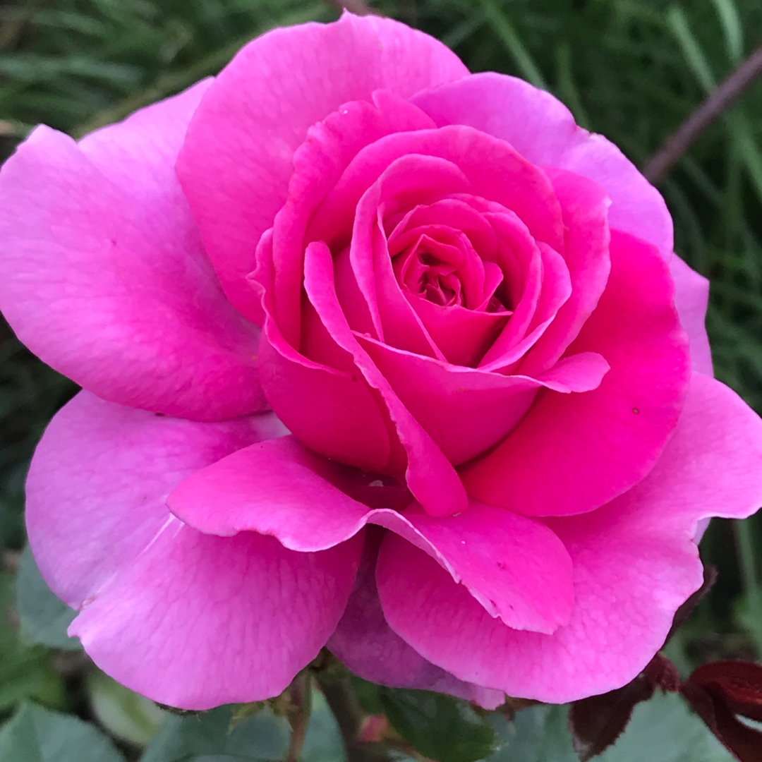 Rosa Harunite syn. Rosa Claire Marshall, Rosa Jennifer Rose in the GardenTags plant encyclopedia Rose Claire Marshall (Floribunda) in the GardenTags plant encyclopedia
