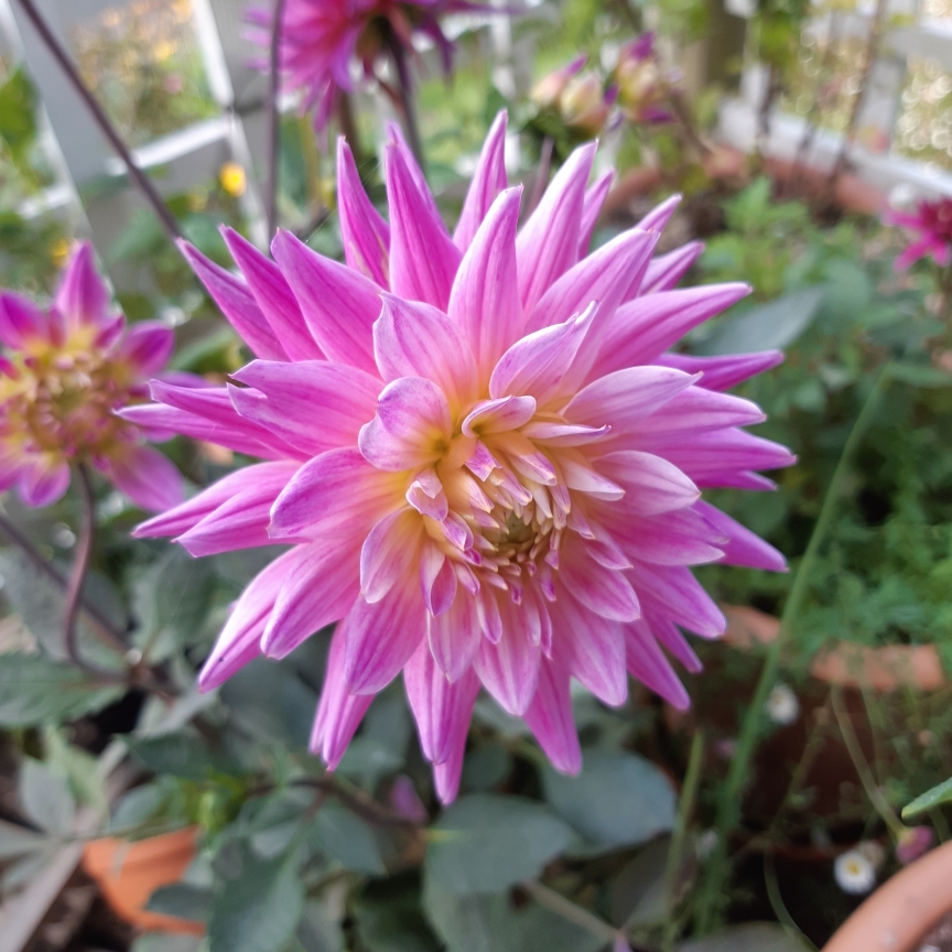 Dahlia Karma Pink Corona in the GardenTags plant encyclopedia Dahlia Karma Pink Corona (Cactus) in the GardenTags plant encyclopedia