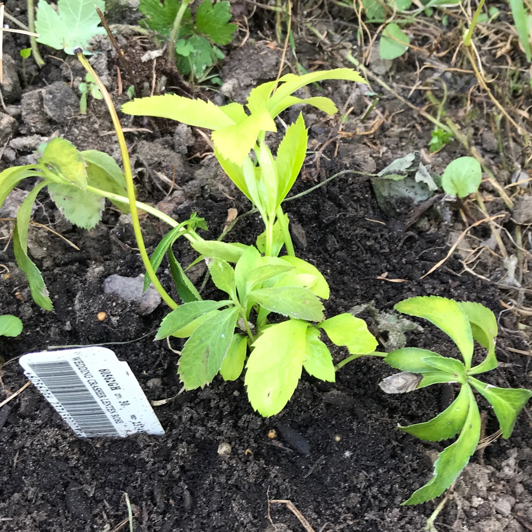 Helleborus Wedding Crasher (Wedding Party Series) in the GardenTags plant encyclopedia Hellebore Wedding Crasher in the GardenTags plant encyclopedia