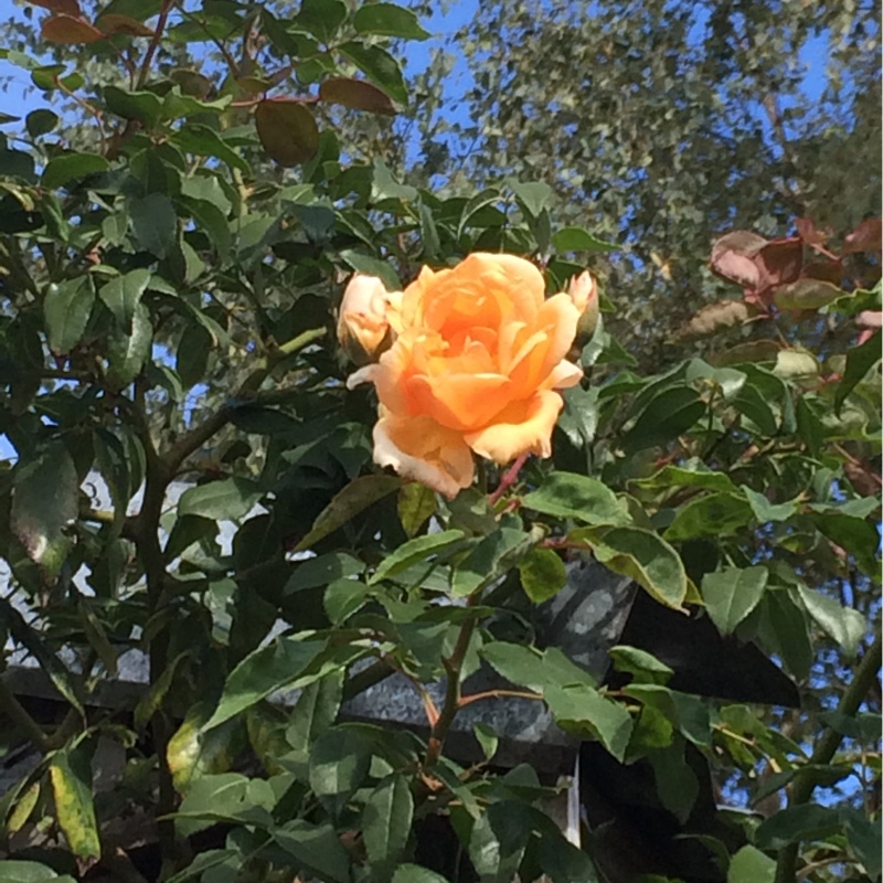 Rosa Crepuscule in the GardenTags plant encyclopedia Rose Crepuscule in the GardenTags plant encyclopedia