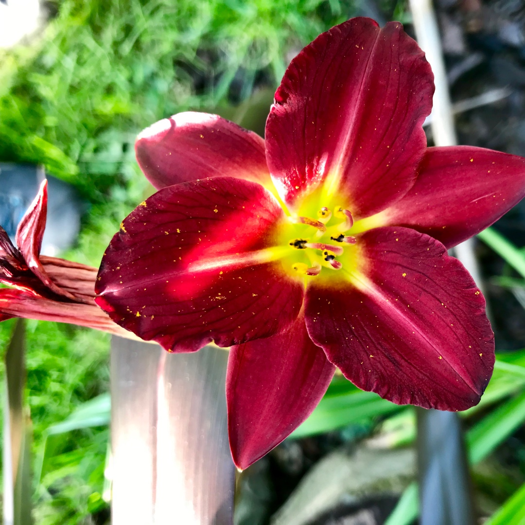 Hemerocallis Violet Light in the GardenTags plant encyclopedia Daylily Violet Light in the GardenTags plant encyclopedia