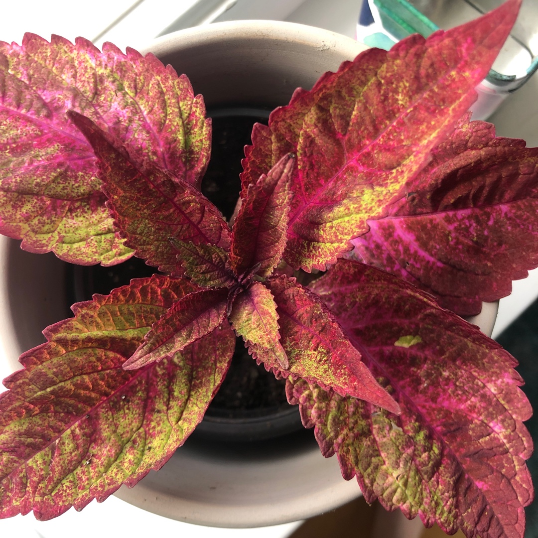 Solenostemon scutellarioides Royal Glissade (ColorBlaze Series) in the GardenTags plant encyclopedia Coleus Royal Glissade in the GardenTags plant encyclopedia