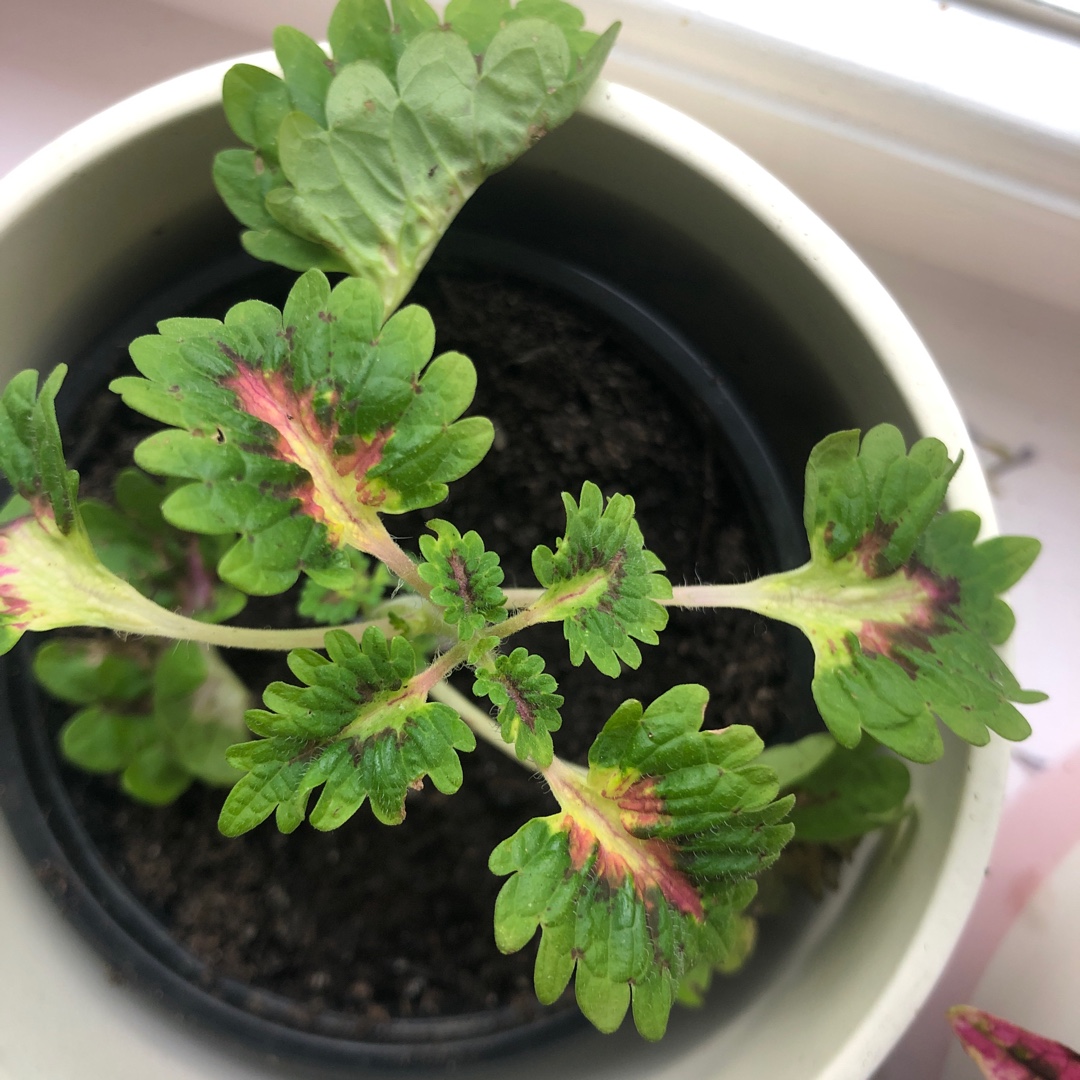 Solenostemon scutellarioides Swiss Sunshine in the GardenTags plant encyclopedia Coleus Swiss Sunshine in the GardenTags plant encyclopedia