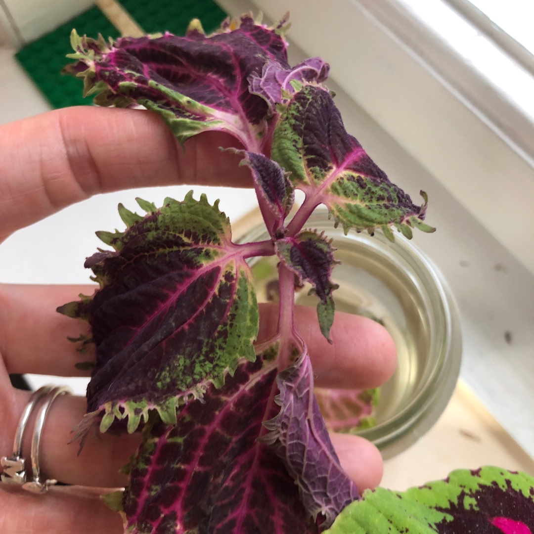 Solenostemon scutellarioides Red Ruffles in the GardenTags plant encyclopedia Coleus Red Ruffles in the GardenTags plant encyclopedia