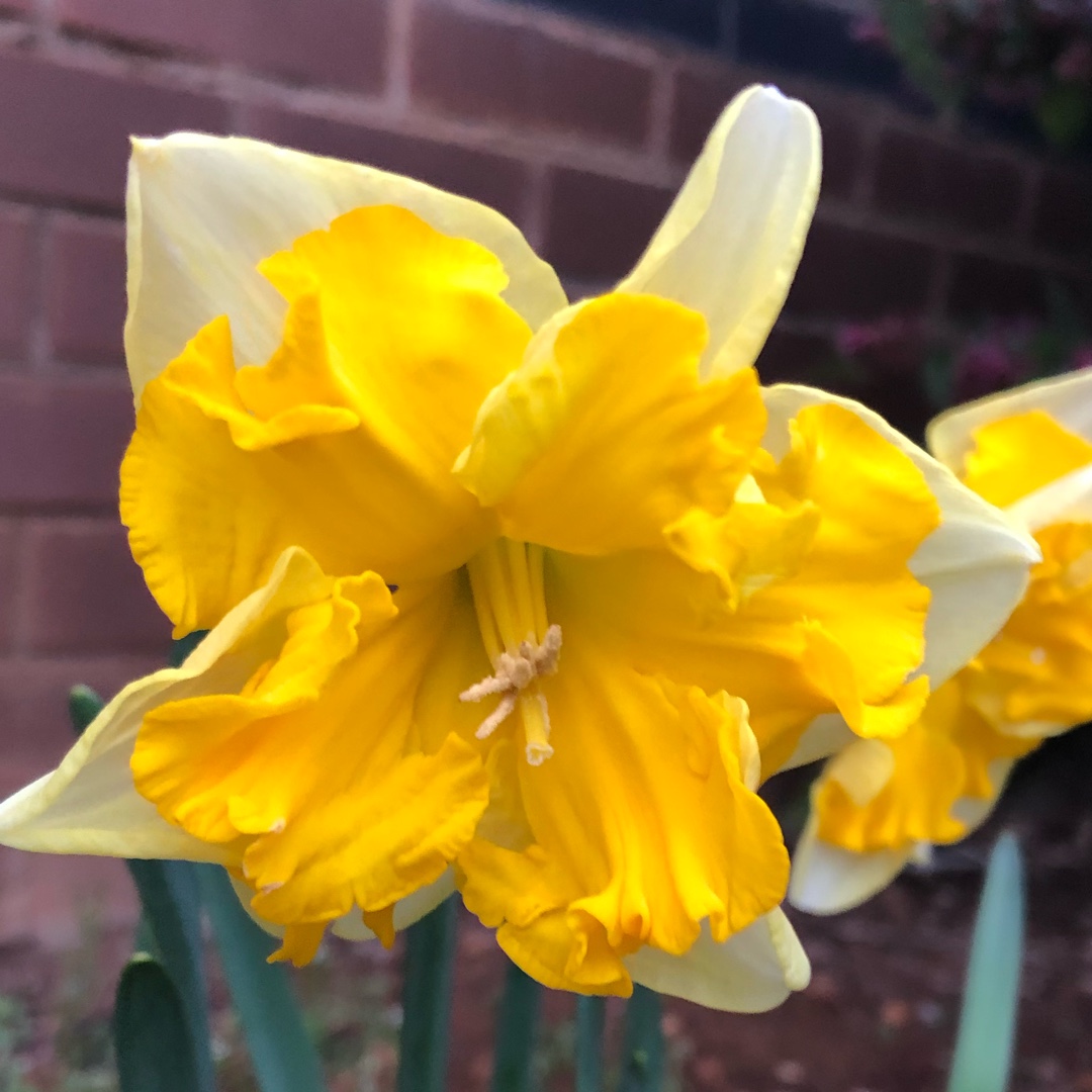 Narcissus Gabriël Kleiberg in the GardenTags plant encyclopedia Daffodil Gabriël Kleiberg (Split Corona) in the GardenTags plant encyclopedia