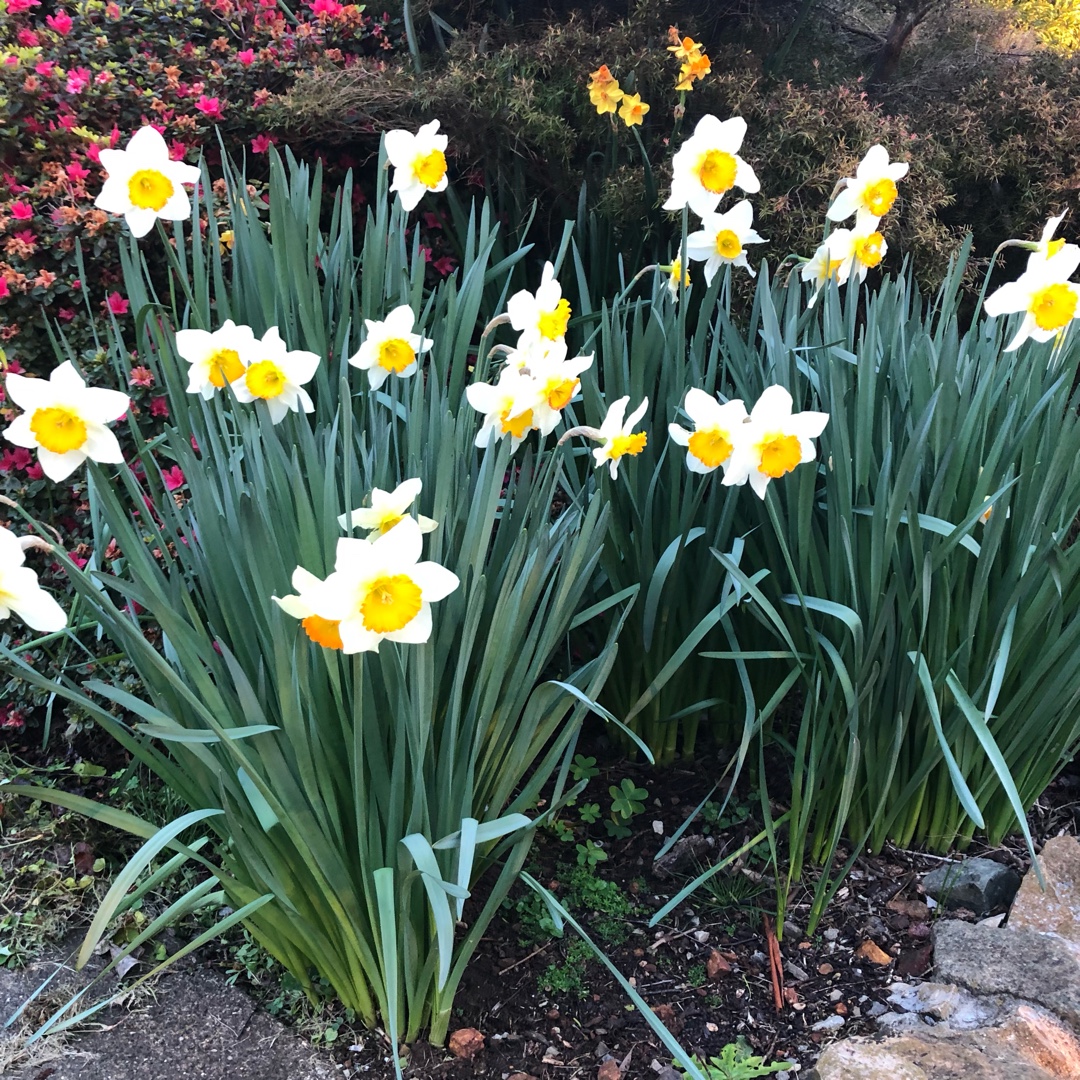 Narcissus Las Vegas in the GardenTags plant encyclopedia Daffodil Las Vegas (Trumpet) in the GardenTags plant encyclopedia
