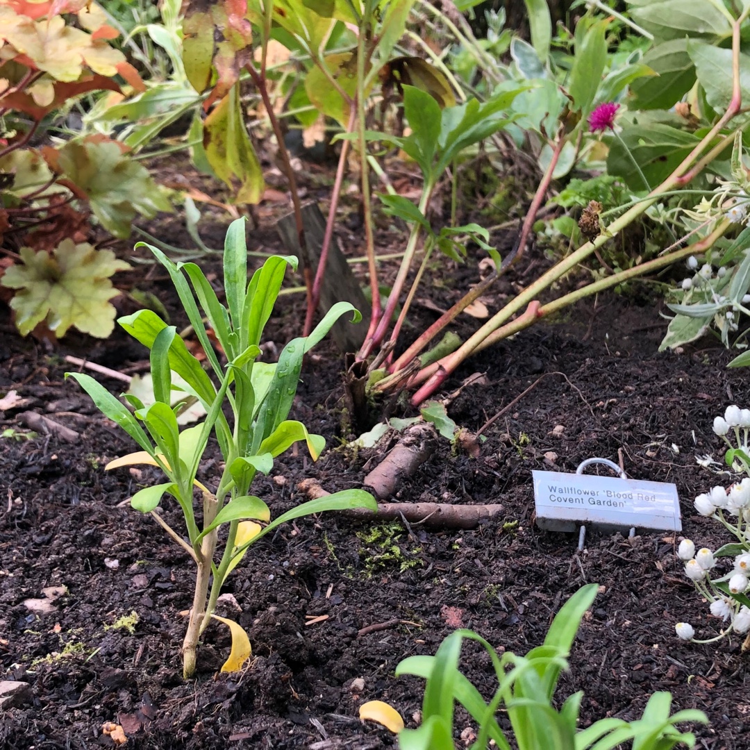 Erysimum cheiri Blood Red syn. Erysimum cheiri Blood Red Covent Garden, Erysimum cheiri Covent Garden in the GardenTags plant encyclopedia Wallflower Blood Red in the GardenTags plant encyclopedia