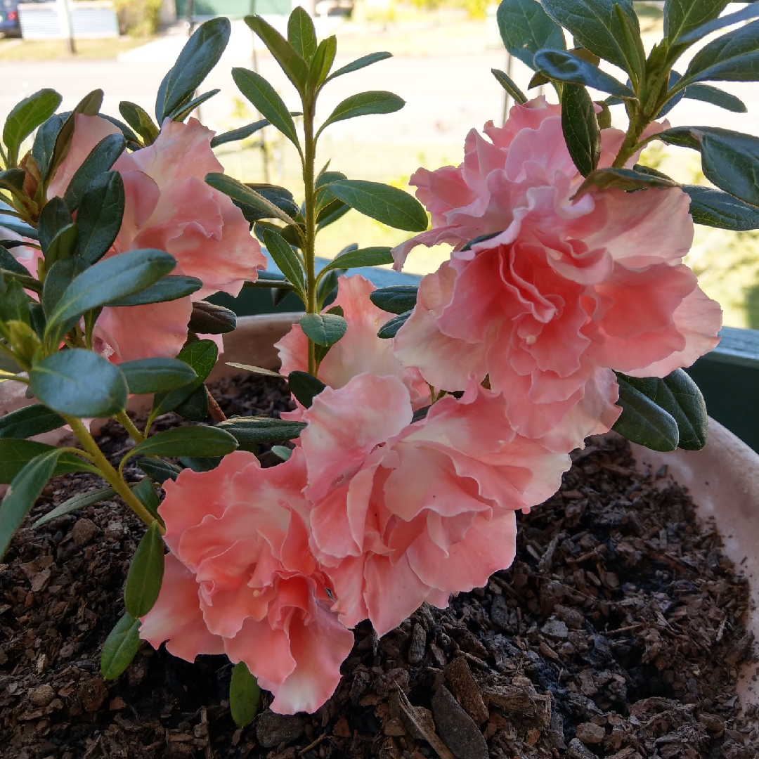 Rhododendron Comtesse de Kerchove in the GardenTags plant encyclopedia Azalea Comtesse de Kerchove in the GardenTags plant encyclopedia