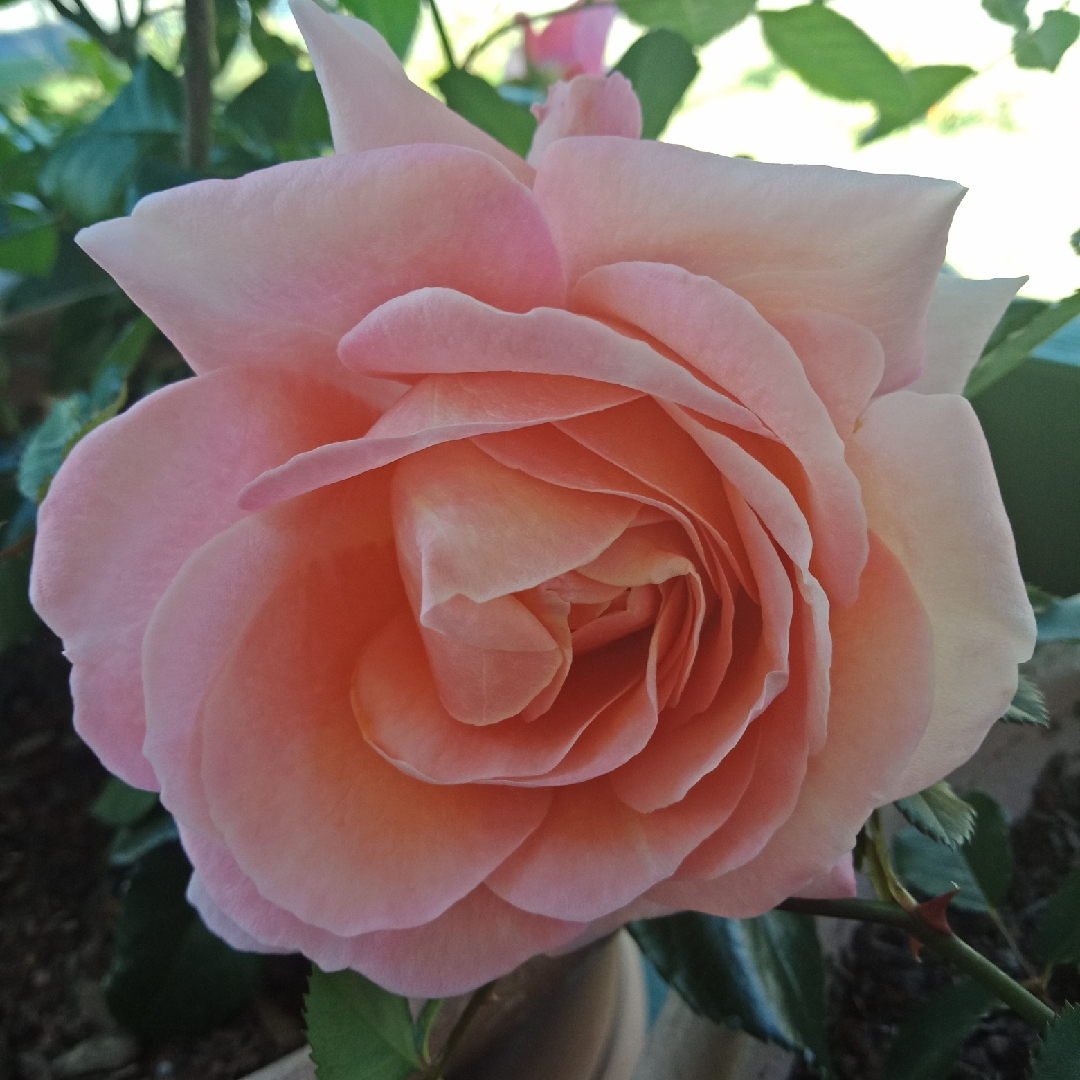 Rosa Ruipe0344a syn. Rosa Fragrance King Terrazza in the GardenTags plant encyclopedia Rose Fragrance King Terrazza (Patio) in the GardenTags plant encyclopedia