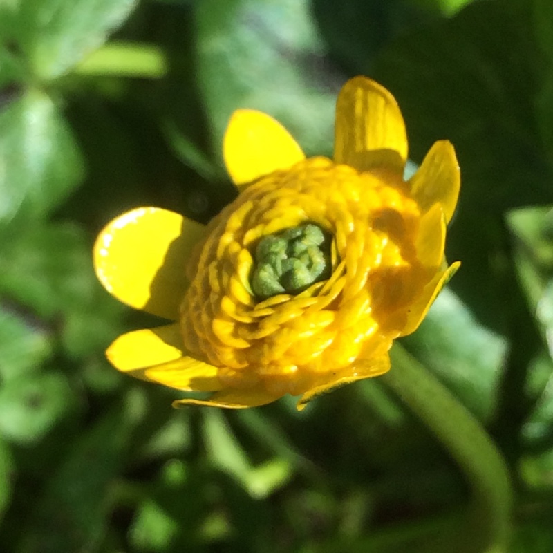 Ficaria verna Collarette in the GardenTags plant encyclopedia Lesser Celandine Collarette in the GardenTags plant encyclopedia