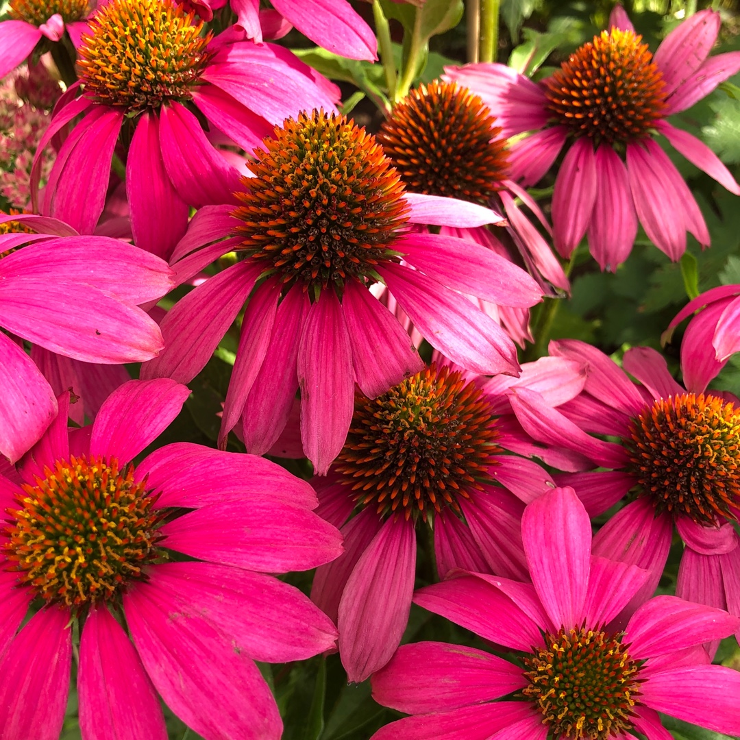 Echinacea purpurea Little Magnus in the GardenTags plant encyclopedia Coneflower Little Magnus in the GardenTags plant encyclopedia