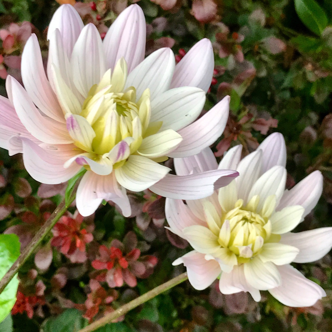 Dahlia Lady Kate (Decorative) in the GardenTags plant encyclopedia