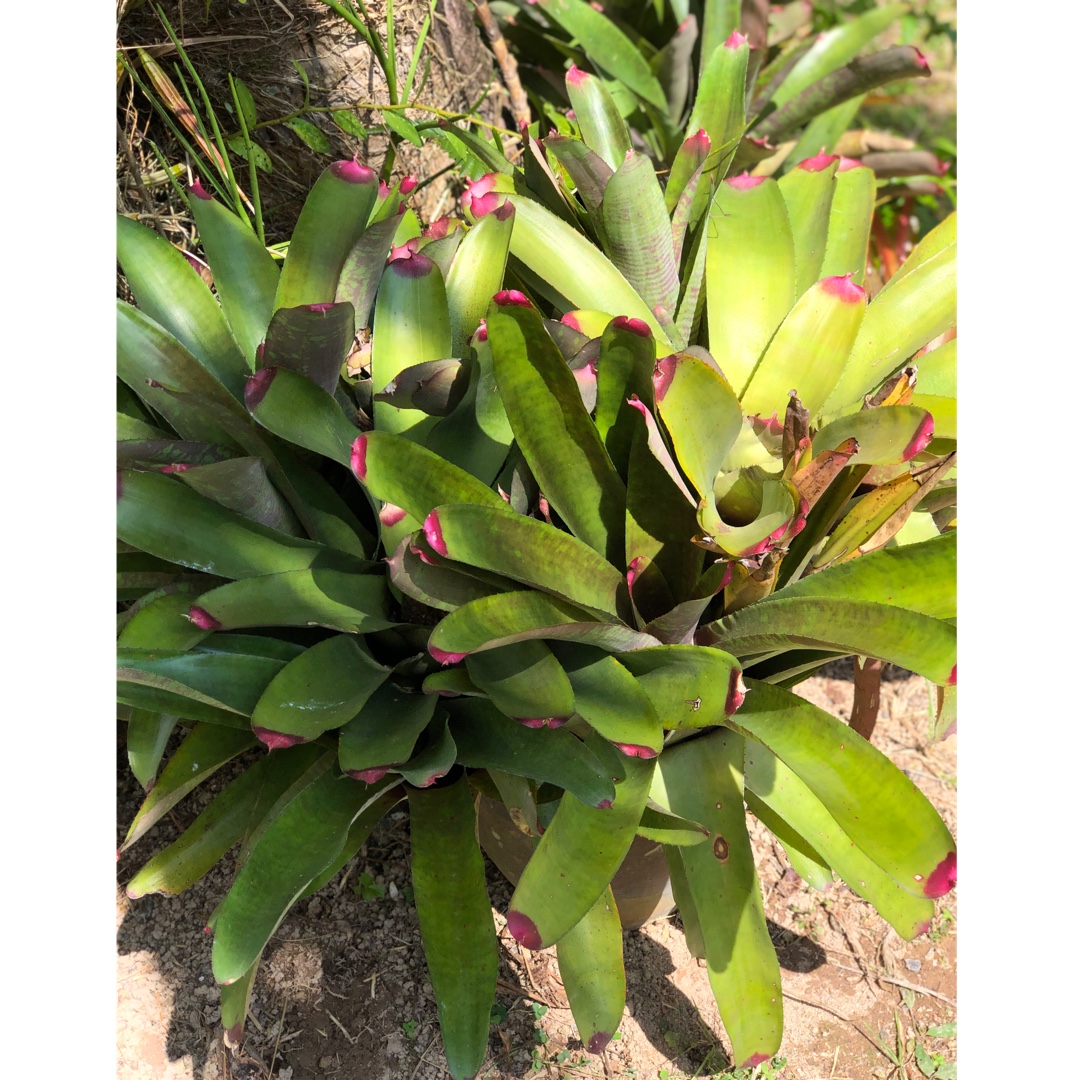 Neoregelia Spectabilis in the GardenTags plant encyclopedia