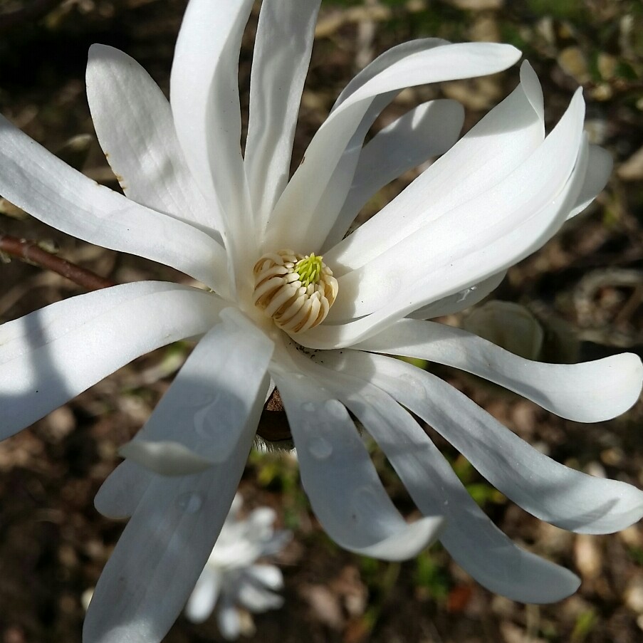 Magnolia stellata in the GardenTags plant encyclopedia Magnolia stellata in the GardenTags plant encyclopedia