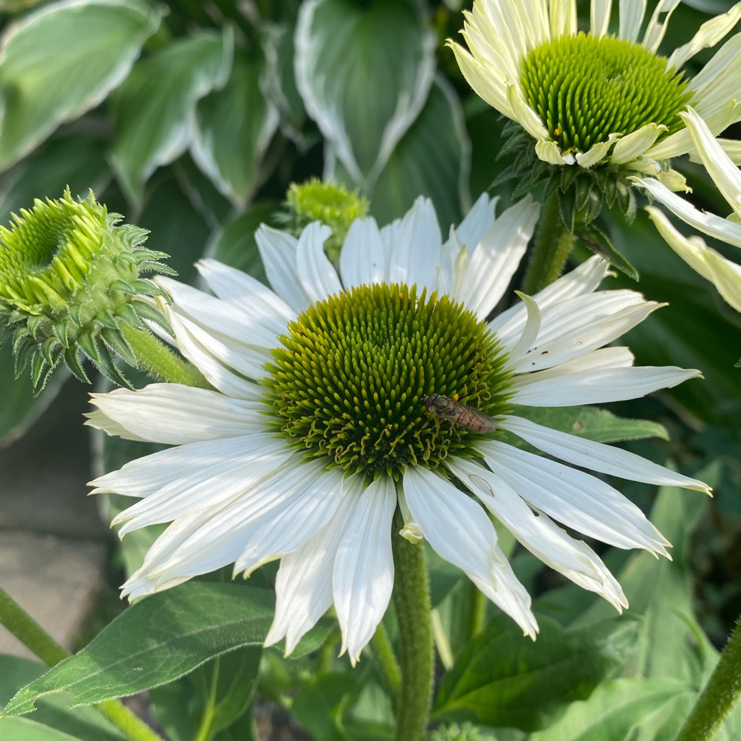 Echinacea Tnechkw (Kismet Series) syn. Echinacea Kismet White in the GardenTags plant encyclopedia Coneflower Kismet White in the GardenTags plant encyclopedia