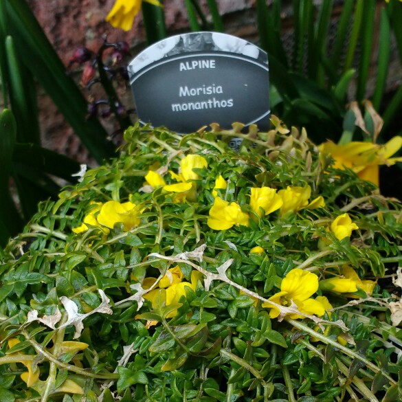 Morisia monanthos syn. Morisia hypogaea in the GardenTags plant encyclopedia Morisia in the GardenTags plant encyclopedia