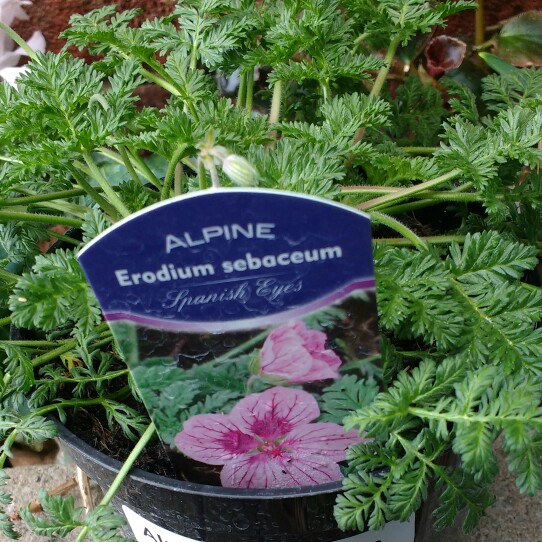Erodium Spanish Eyes in the GardenTags plant encyclopedia Storksbill Spanish Eyes in the GardenTags plant encyclopedia