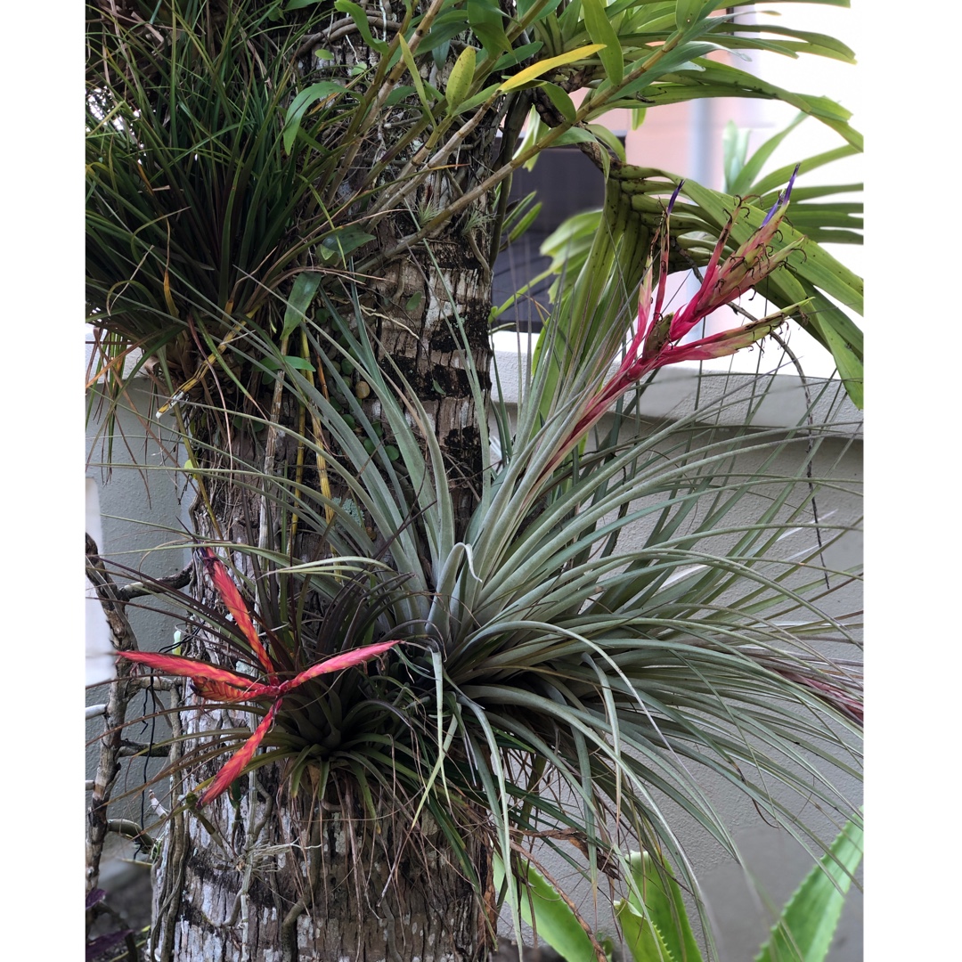 Tillandsia fasciculata in the GardenTags plant encyclopedia Airplant (Species) Tillandsia fasciculata in the GardenTags plant encyclopedia