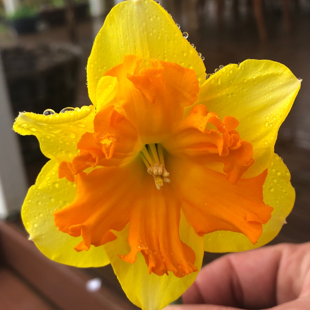 Narcissus Sunlover in the GardenTags plant encyclopedia Daffodil Sunlover (Large-cupped) in the GardenTags plant encyclopedia