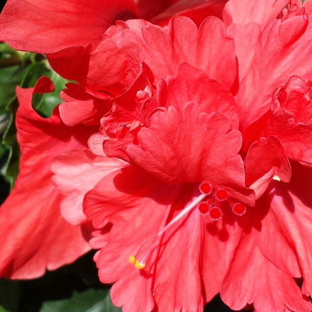 Hibiscus rosa-sinensis El Capitolio in the GardenTags plant encyclopedia Tropical Hibiscus El Capitolio in the GardenTags plant encyclopedia