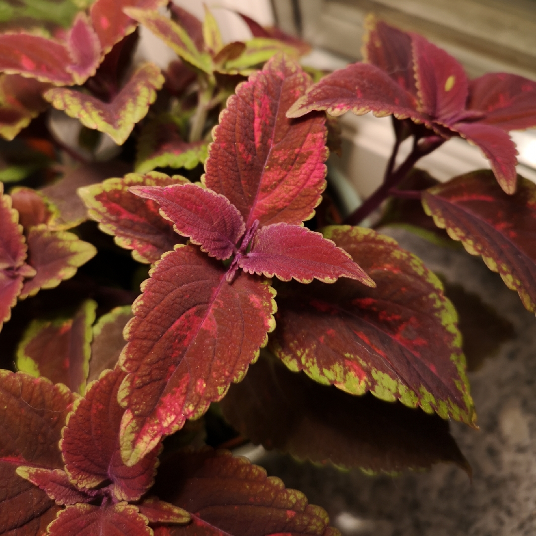Solenostemon scutellarioides Valentine in the GardenTags plant encyclopedia Coleus Valentine in the GardenTags plant encyclopedia