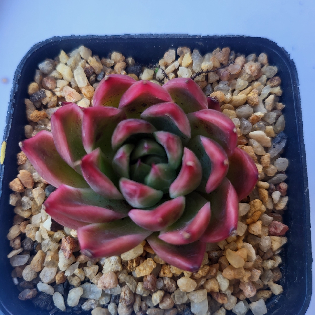 Echeveria Florina in the GardenTags plant encyclopedia Echeveria Florina in the GardenTags plant encyclopedia
