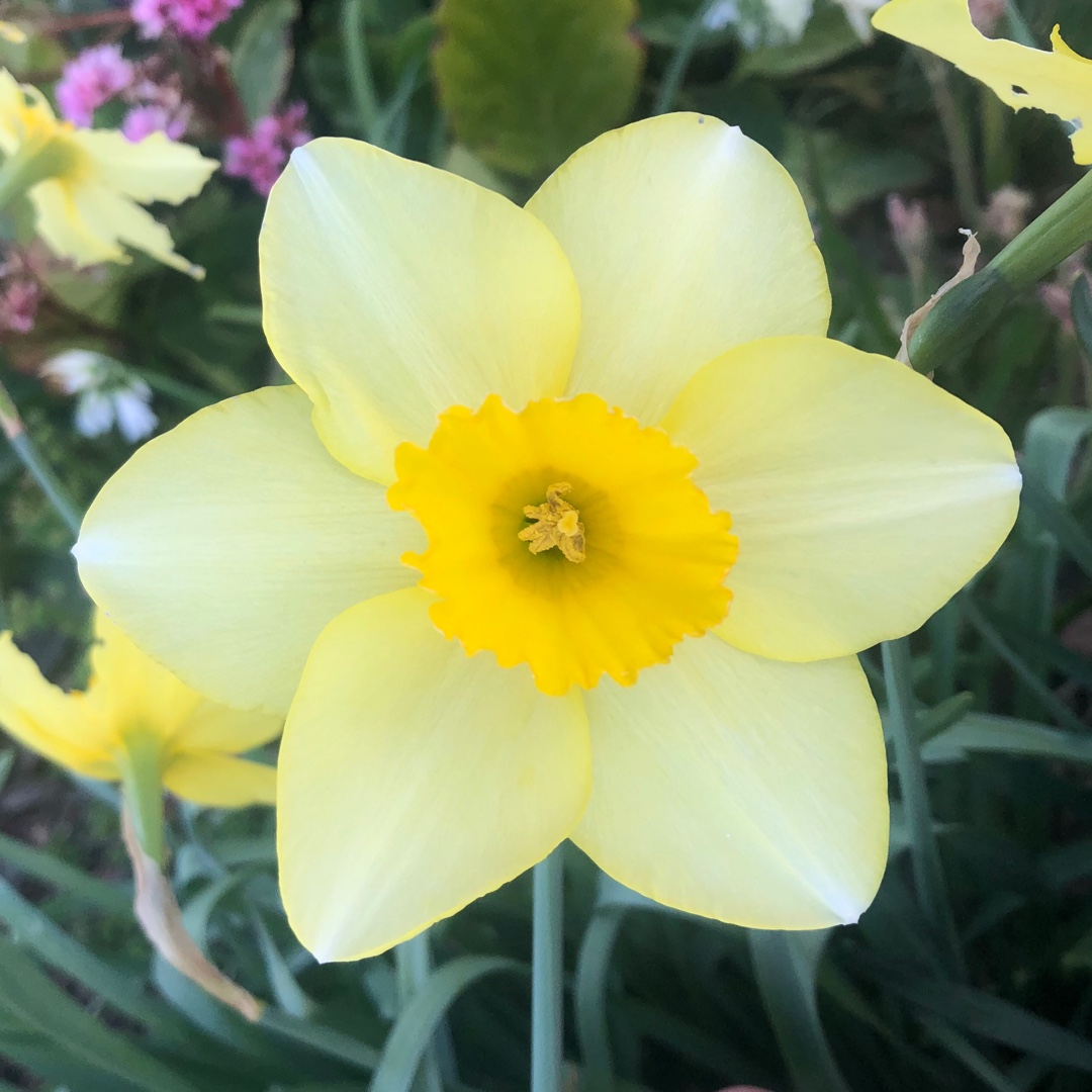 Narcissus Golden Salome in the GardenTags plant encyclopedia Daffodil Golden Salome (Large-cupped) in the GardenTags plant encyclopedia