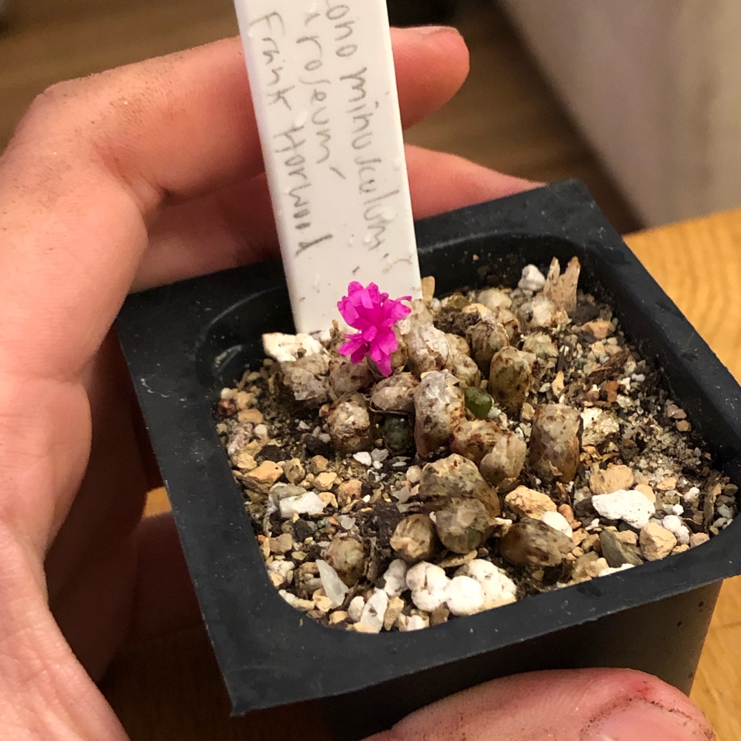 Conophytum Minisculum Roseum in the GardenTags plant encyclopedia Living Pebble Minisculum Roseum in the GardenTags plant encyclopedia