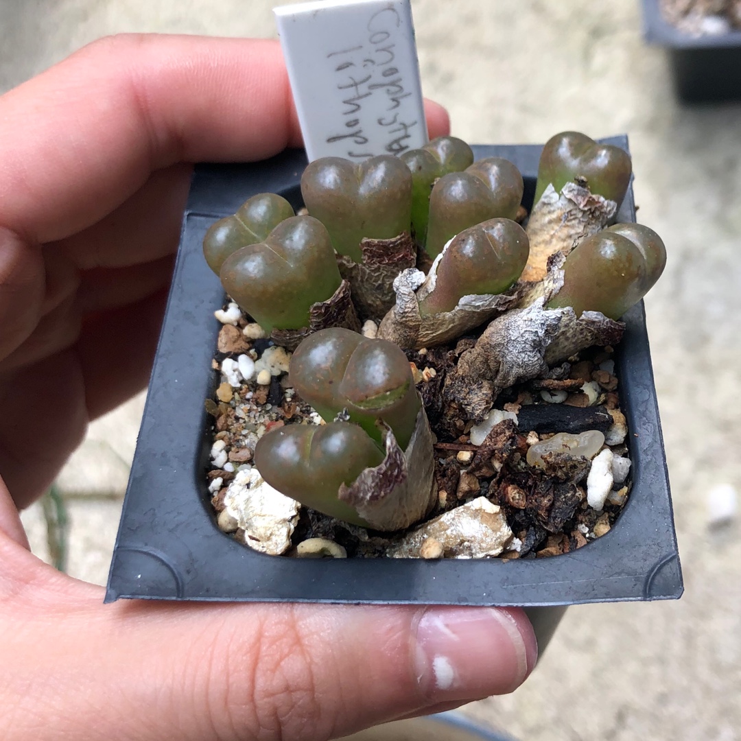 Conophytum Lithopsioides in the GardenTags plant encyclopedia Living Pebble Lithopsoides in the GardenTags plant encyclopedia