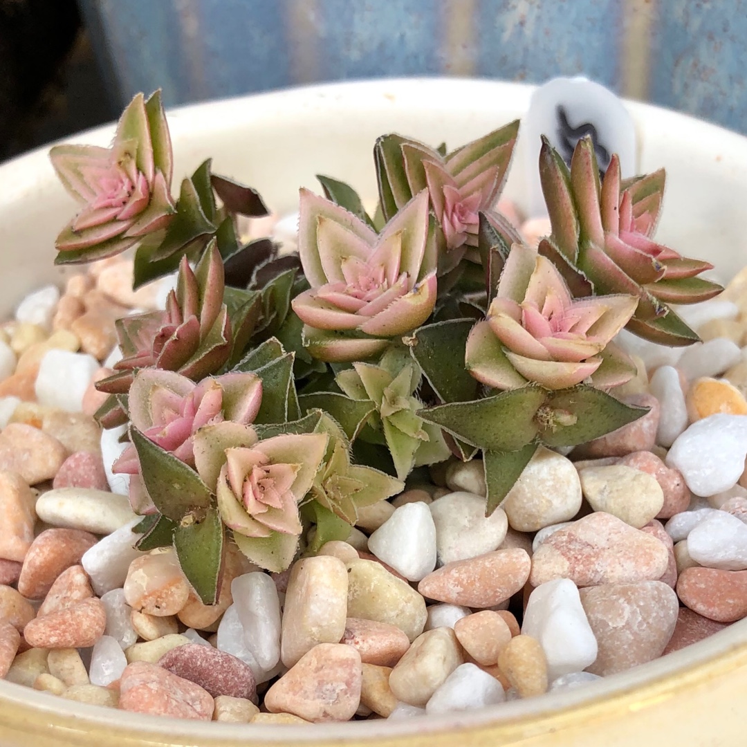 Crassula Capitella ssp.Thyrsiflora Variegata in the GardenTags plant encyclopedia Crassula Capitella ssp.Thyrsiflora Variegated Form in the GardenTags plant encyclopedia