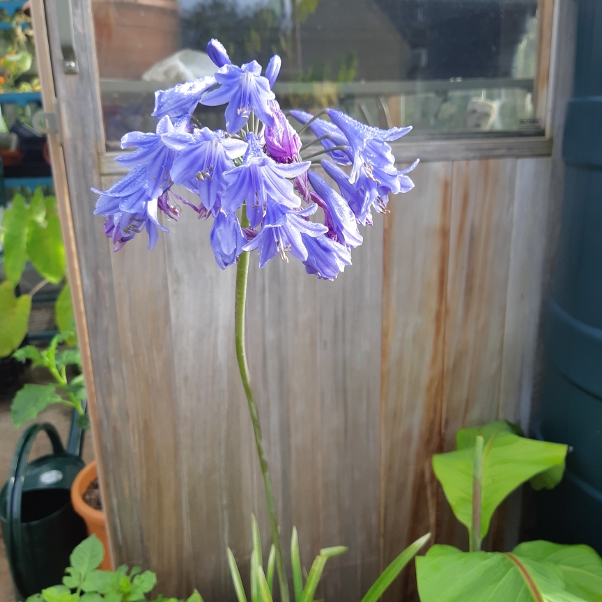 Agapanthus Margaret in the GardenTags plant encyclopedia African Lily Margaret in the GardenTags plant encyclopedia