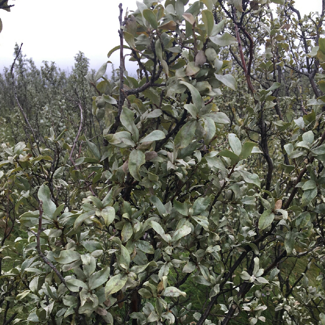 Elaeagnus commutata in the GardenTags plant encyclopedia Wolfwillow Silverberry in the GardenTags plant encyclopedia