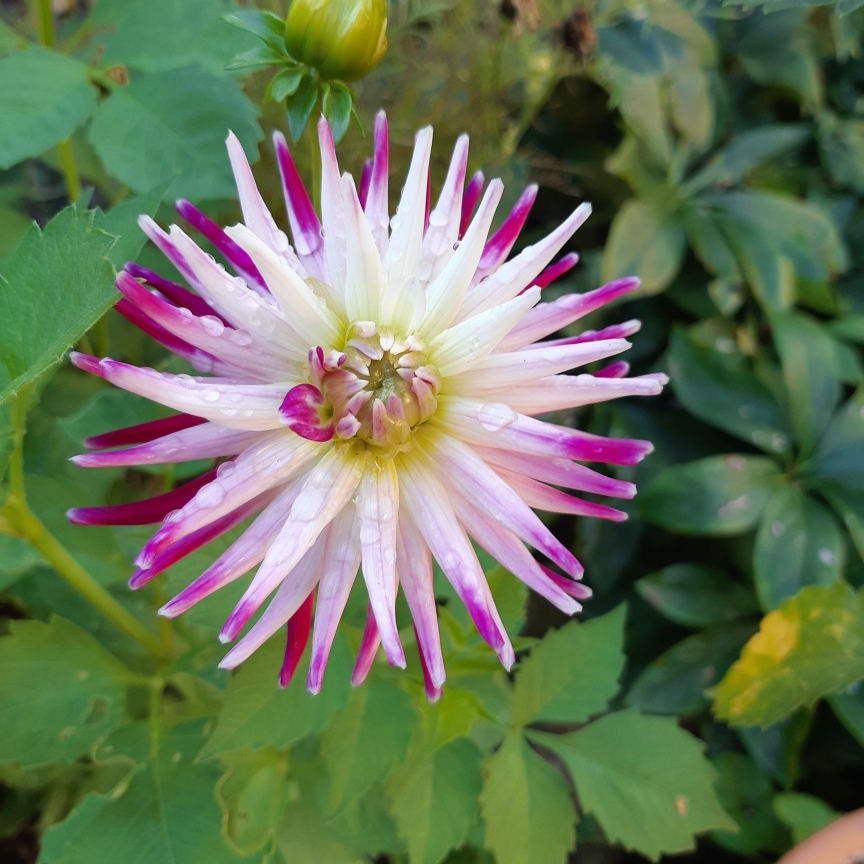 Dahlia Josudi Neptune in the GardenTags plant encyclopedia Dahlia Josudi Neptune (Semi-cactus) in the GardenTags plant encyclopedia